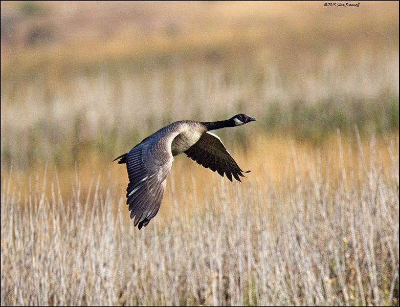 _5SB5722 canada goose.jpg